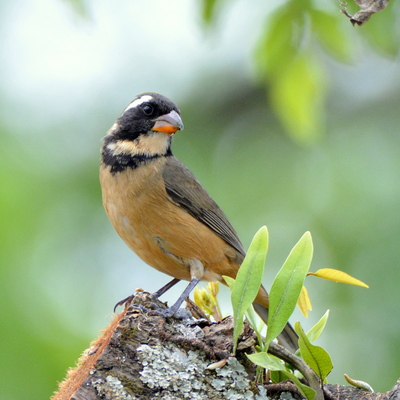 Golden-billed Saltator